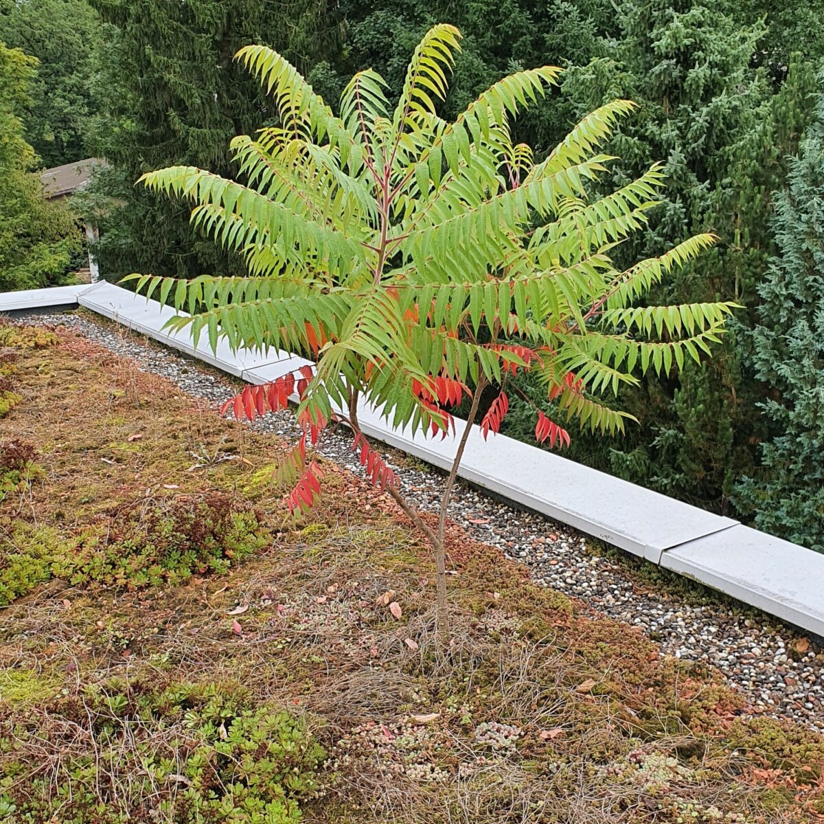 Lebensdauer dach verlaengern flachdachbegruenung wurzeln wurzelschutz pflanzen entfernen